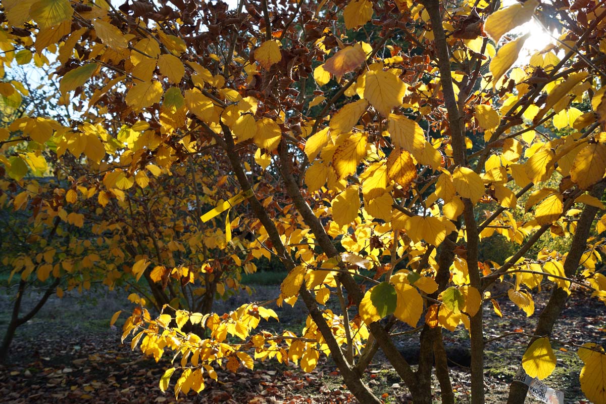 Hamamelis intermedia 'Pallida' Tuinplanten bloesem