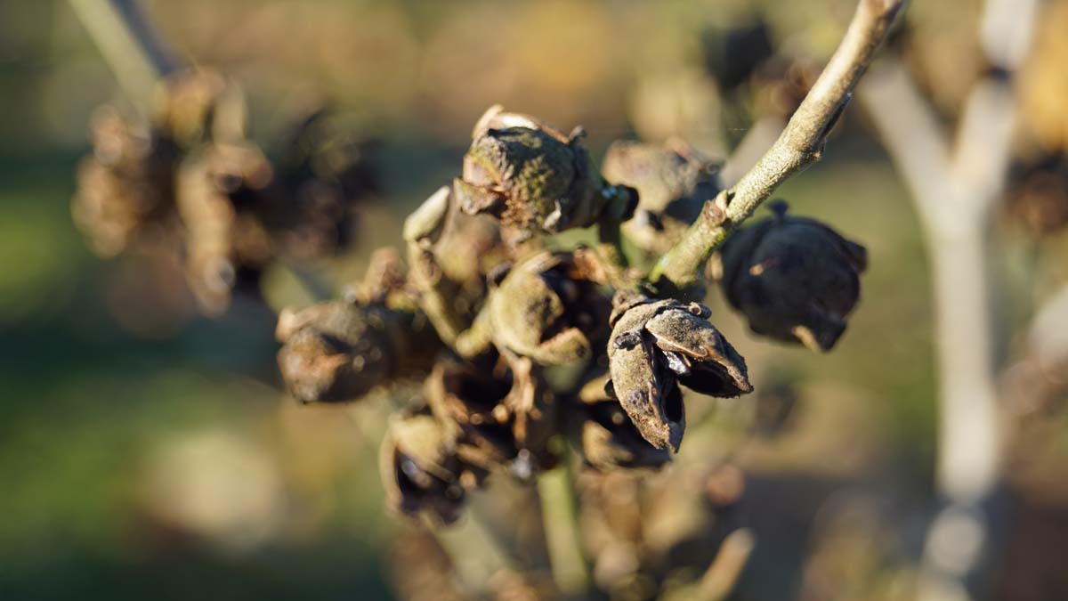 Hamamelis intermedia 'Westerstede' Tuinplanten bloemknop