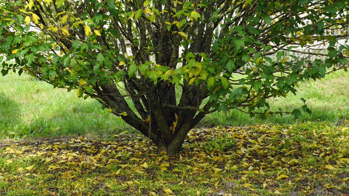 Hibiscus syriacus 'Lady Stanley' solitair stam