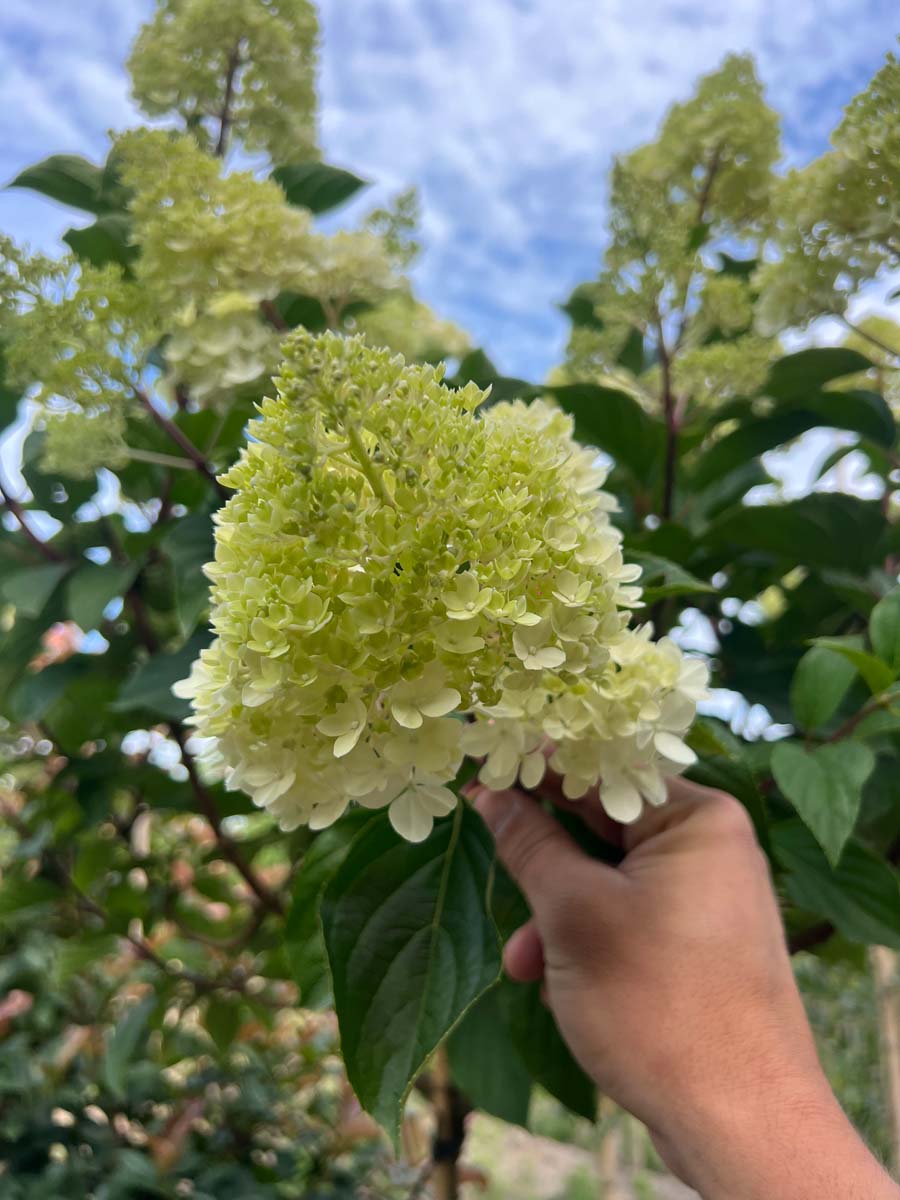 Hydrangea paniculata 'Renhy' Tuinplanten bloem