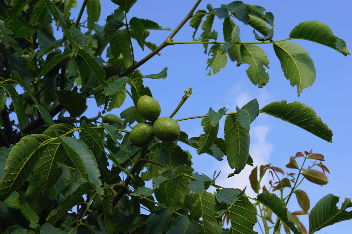 Juglans regia 'Broadview' solitair vrucht