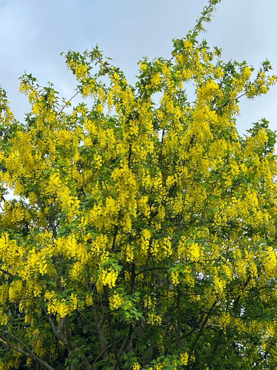 Laburnum anagyroides op stam bloesem