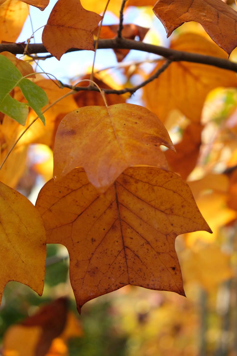 Liriodendron tulipifera 'Fastigiatum' op stam herfstkleur