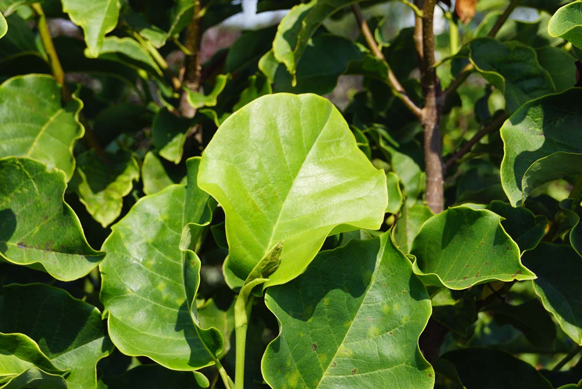 Magnolia 'Galaxy' Tuinplanten blad