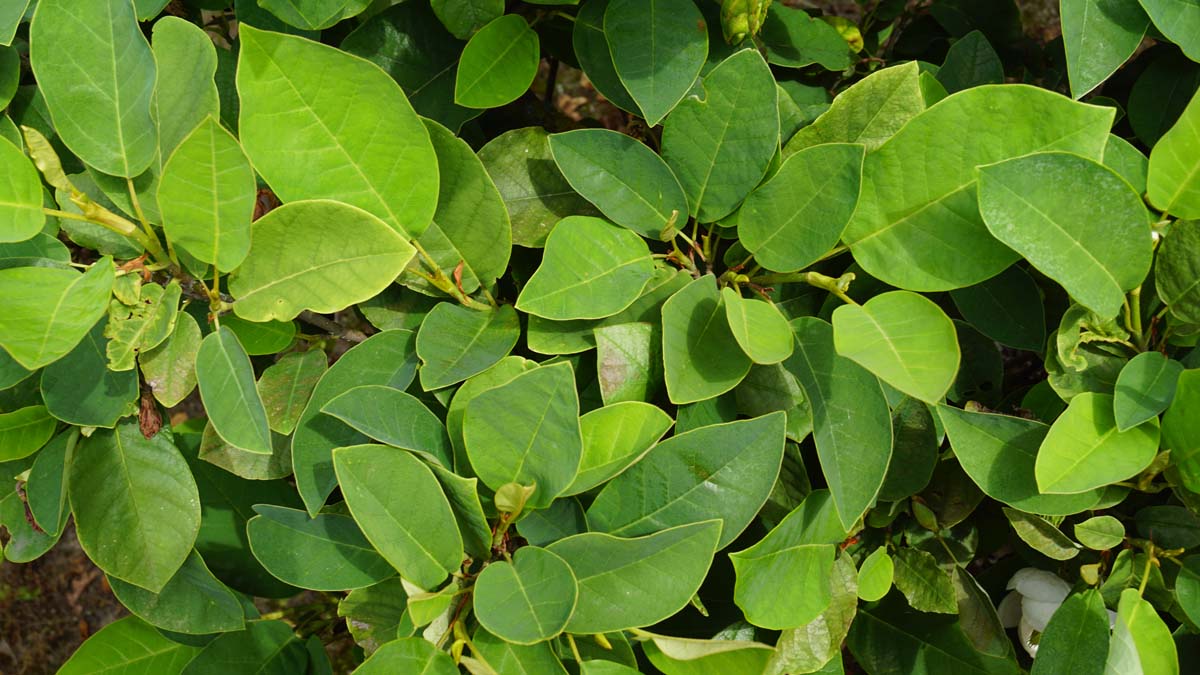 Magnolia sieboldii op stam bladeren