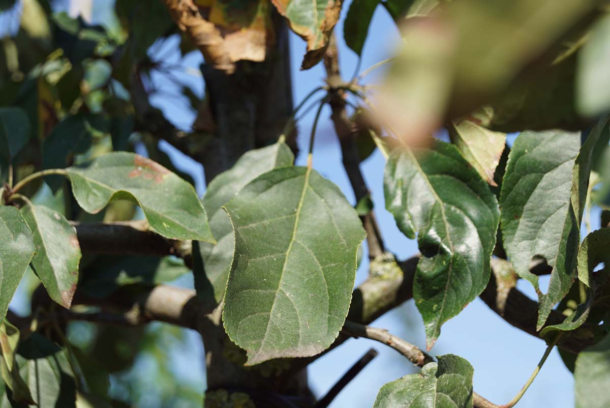 Malus 'John Downie' op stam blad