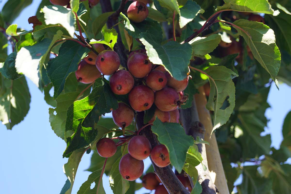 Malus 'Neville Copeman' op stam vrucht
