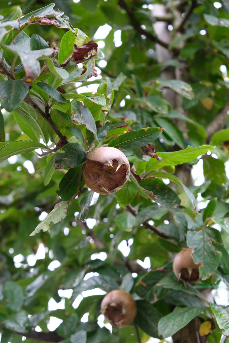 Mespilus germanica 'Bredase Reus' Tuinplanten vrucht