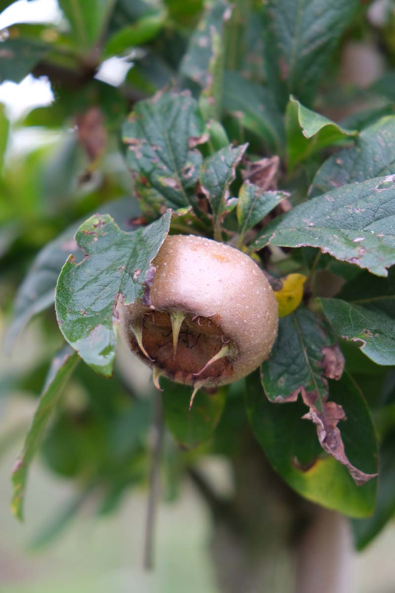 Mespilus germanica 'Bredase Reus' Tuinplanten vrucht