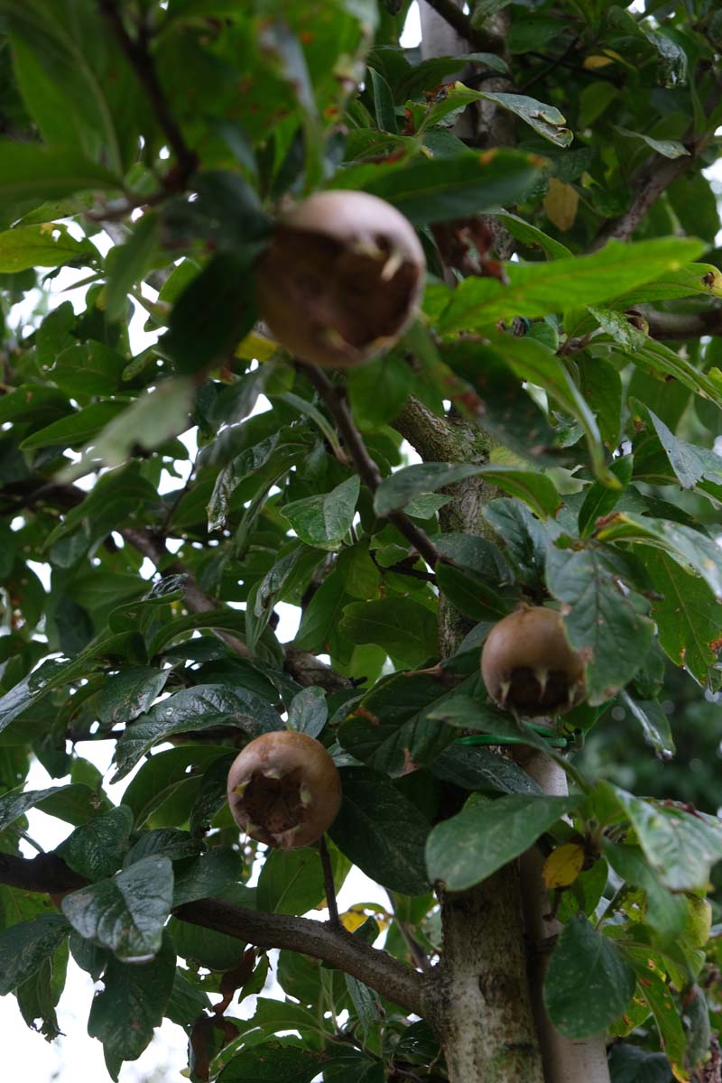Mespilus germanica 'Bredase Reus' solitair bladeren