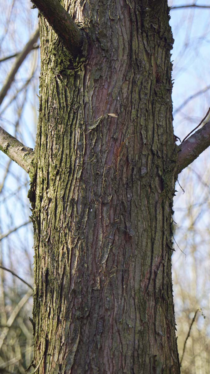 Metasequoia glyptostroboides 'Ogon' op stam bast