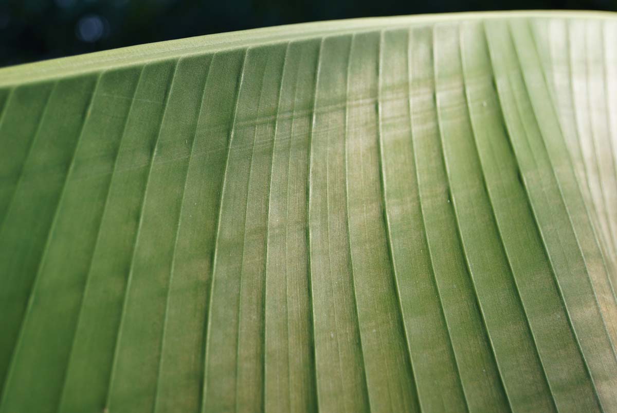 Musa basjoo op stam blad