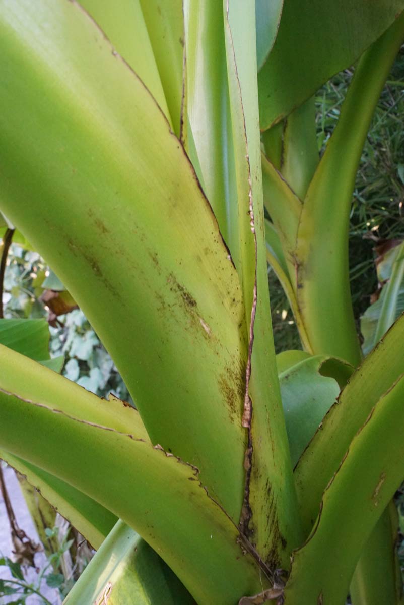 Musa basjoo Tuinplanten stam