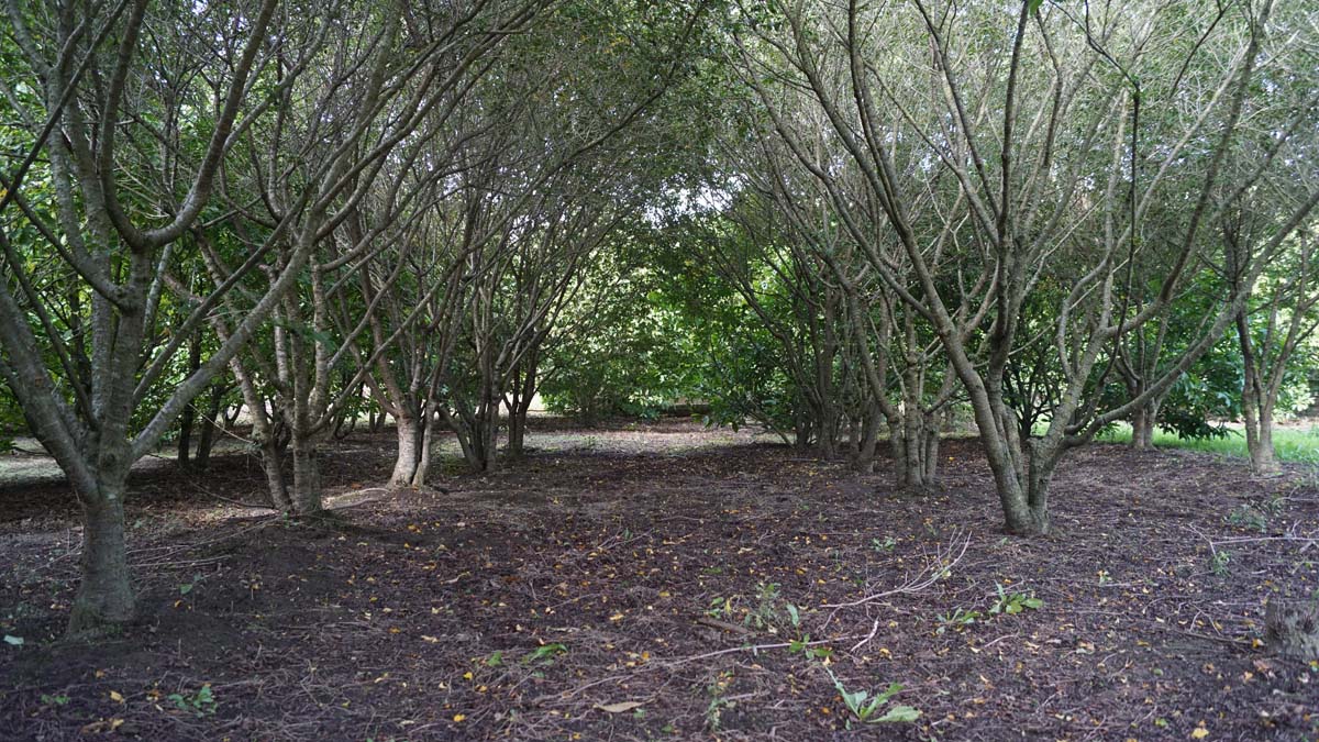 Prunus incisa 'Fujiyama' stam