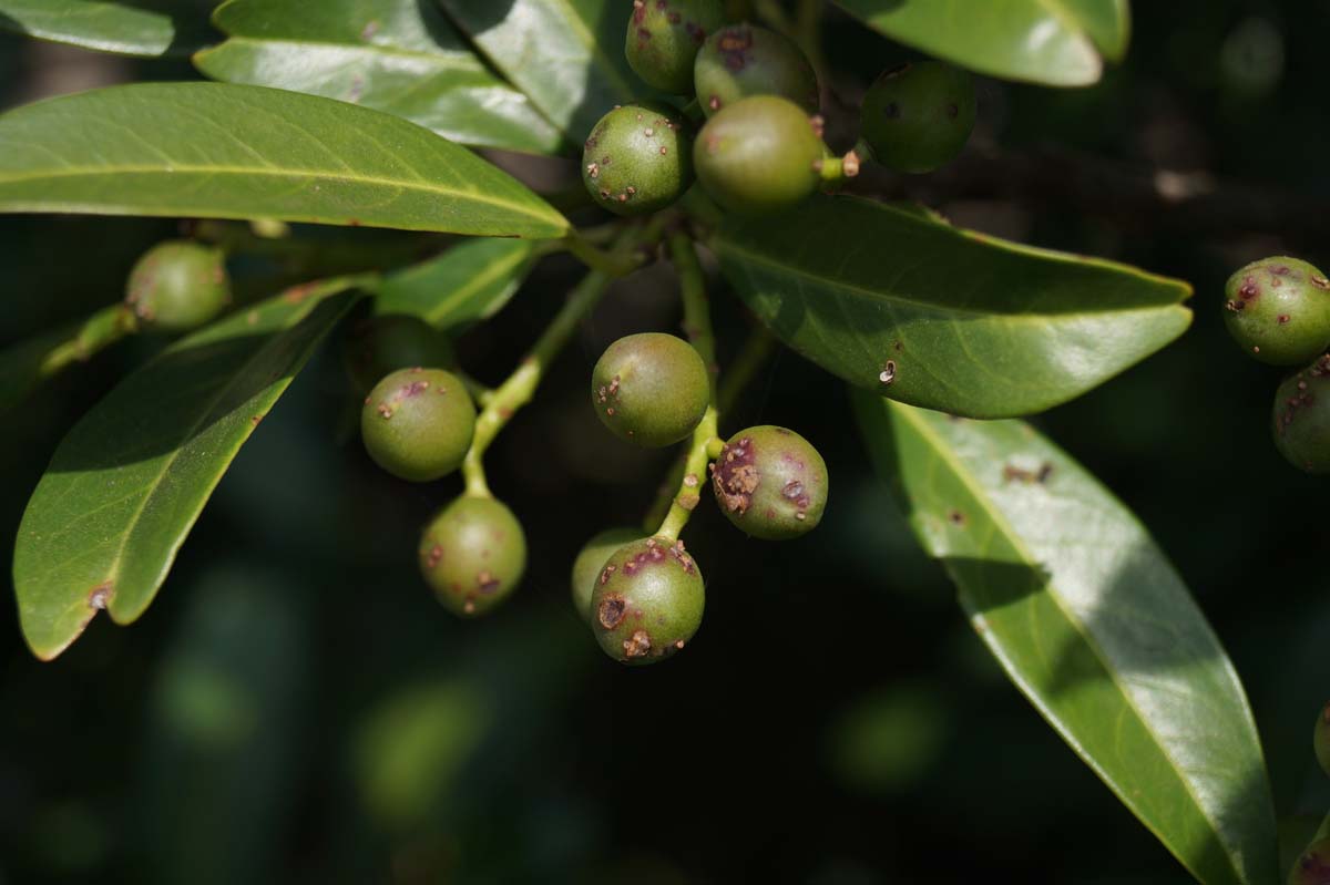 Prunus laurocerasus 'Herbergii' meerstammig / struik