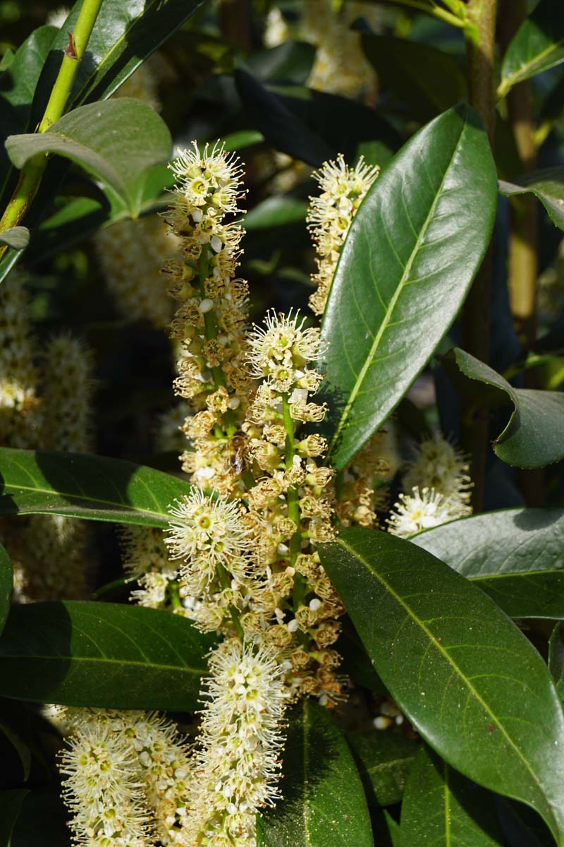 Prunus laurocerasus 'Mariblon' dakboom bloem