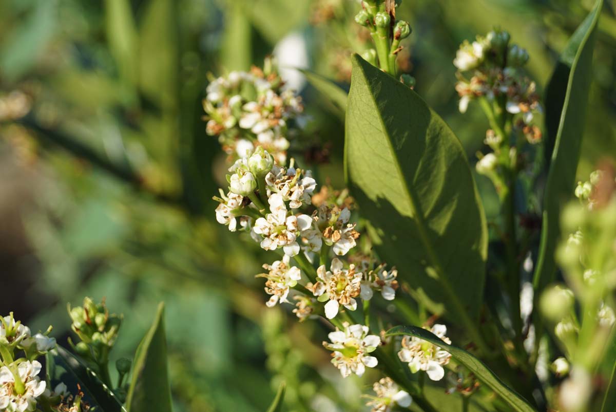 Prunus laurocerasus 'Otto Luyken' Tuinplanten bloem