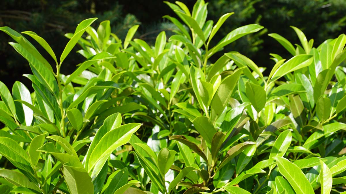 Prunus laurocerasus 'Reynvaanii' haagplant blad