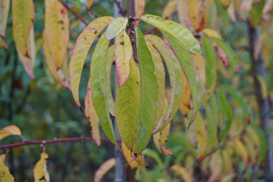 Prunus persica Tuinplanten blad