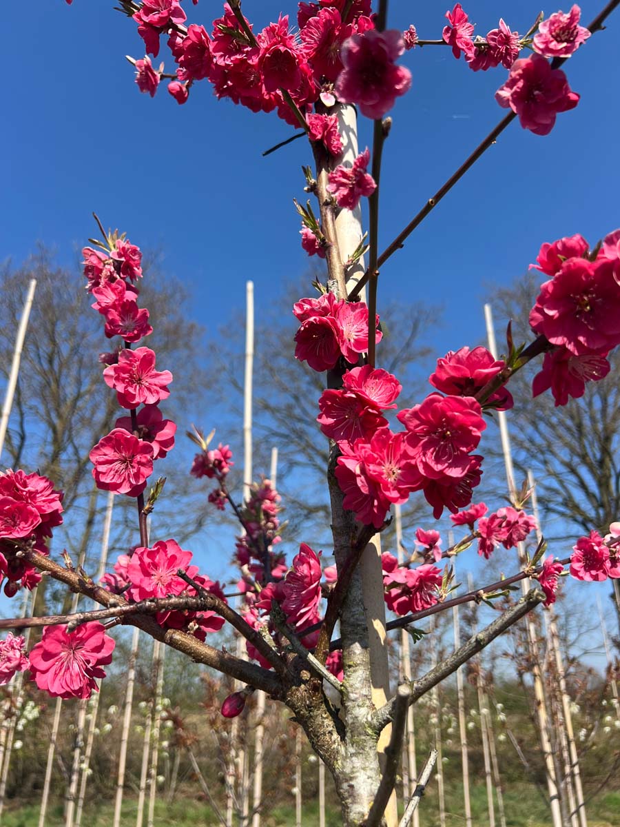 Prunus persica 'Melred' op stam bloesem