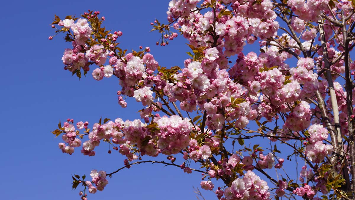 Prunus serrulata 'Pink Perfection' op stam bloem