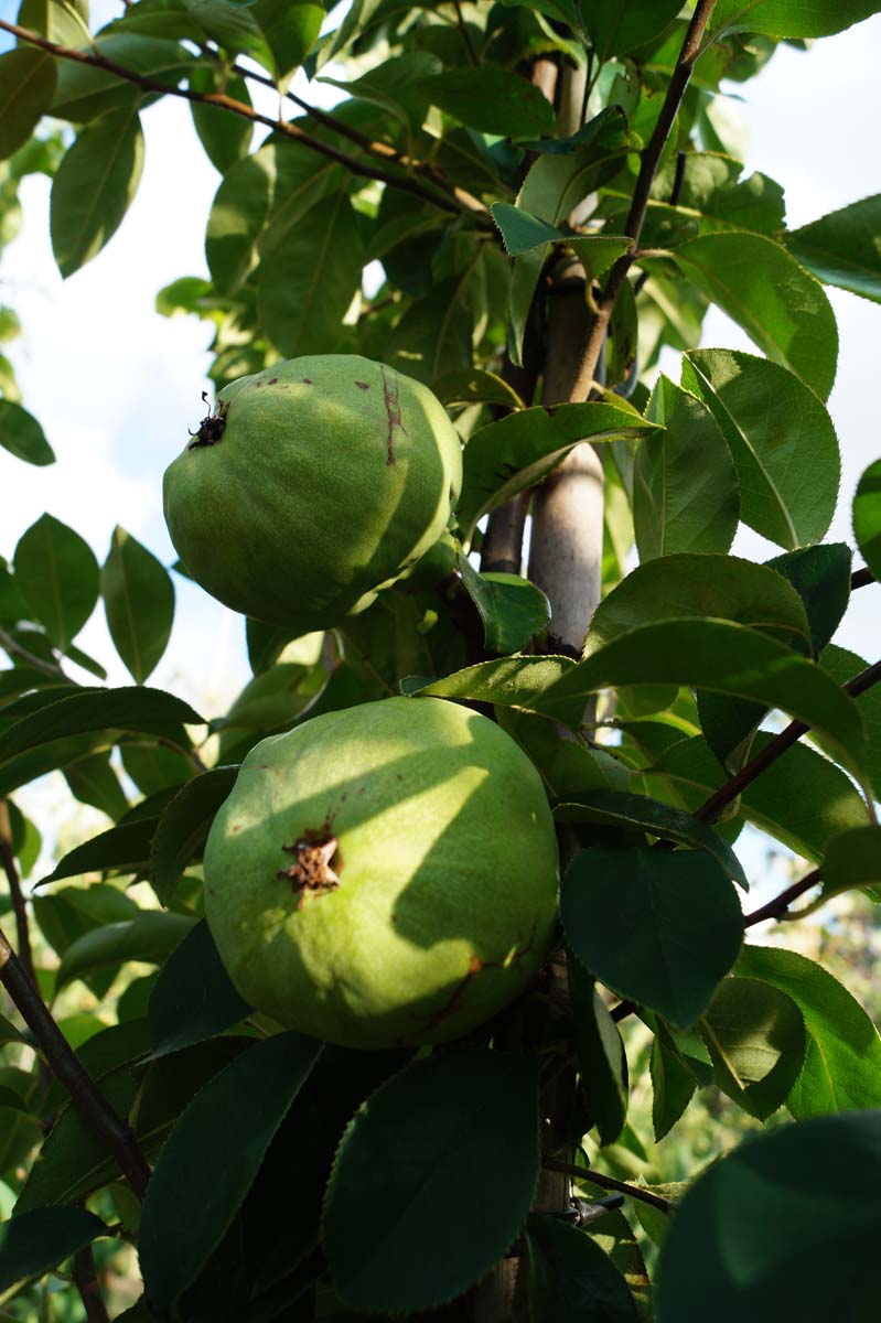 Pseudocydonia sinensis Tuinplanten vrucht