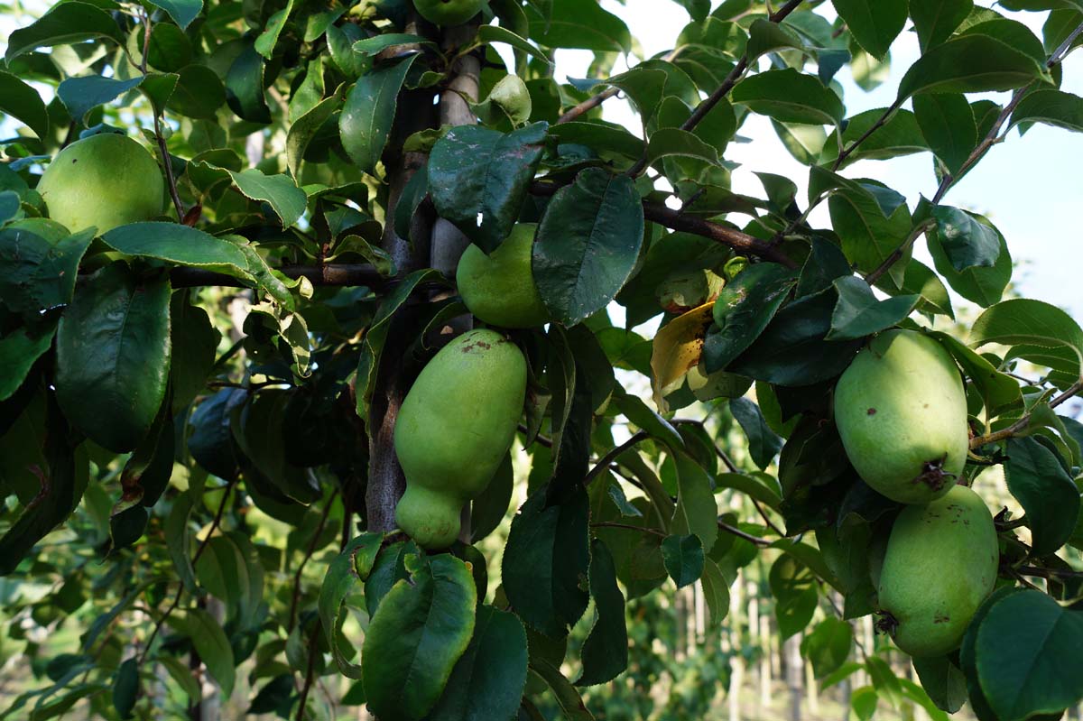 Pseudocydonia sinensis Tuinplanten vrucht