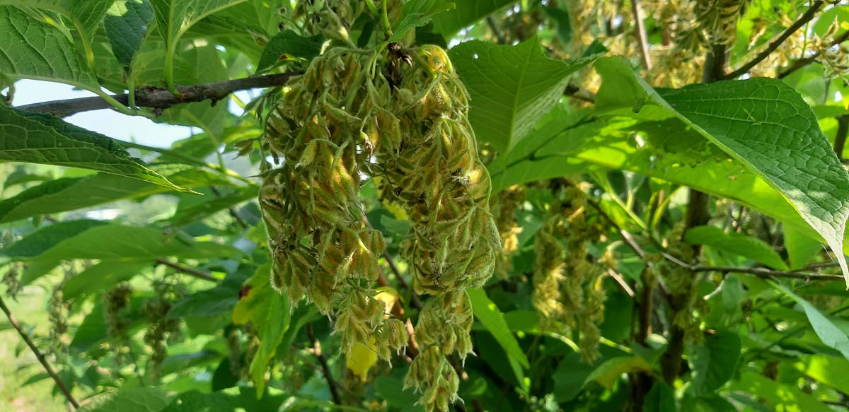 Pterostyrax hispida Tuinplanten zaaddoos
