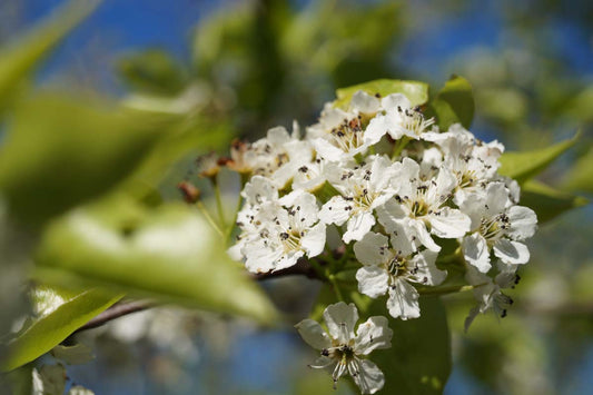 Pyrus communis 'Red Spire' op stam bloem