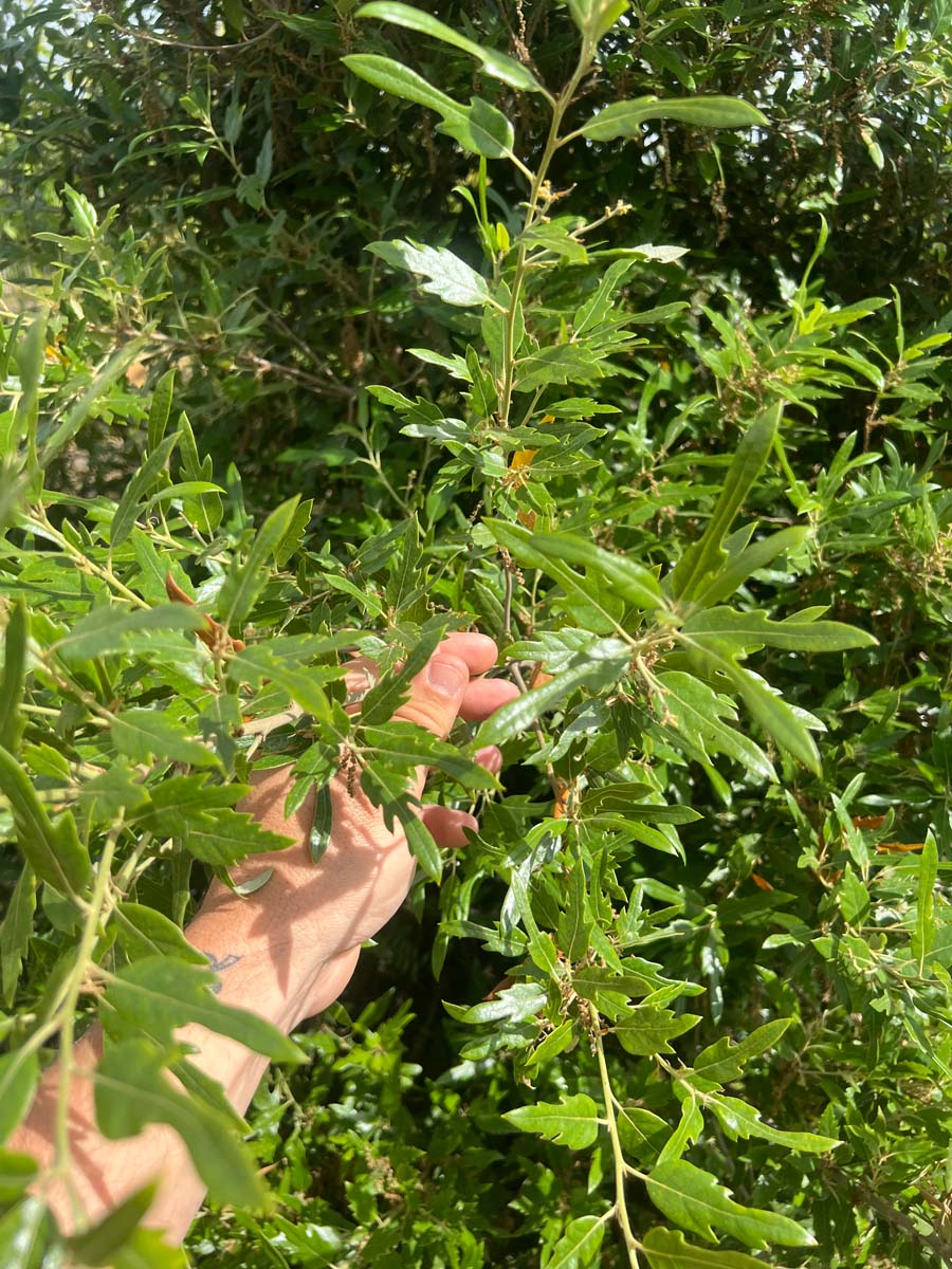 Quercus hispanica 'Waasland' leiboom blad