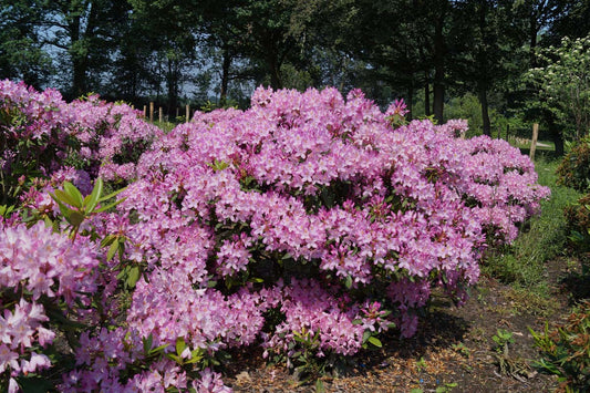 Rhododendron ponticum 'Roseum' meerstammig / struik struik