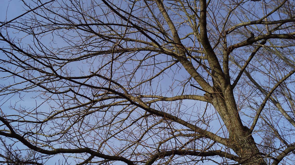 Robinia pseudoacacia 'Bessoniana' op stam winter