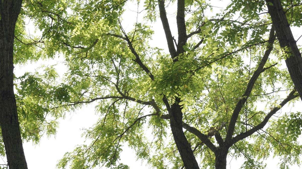 Robinia pseudoacacia 'Frisia' Tuinplanten kroon