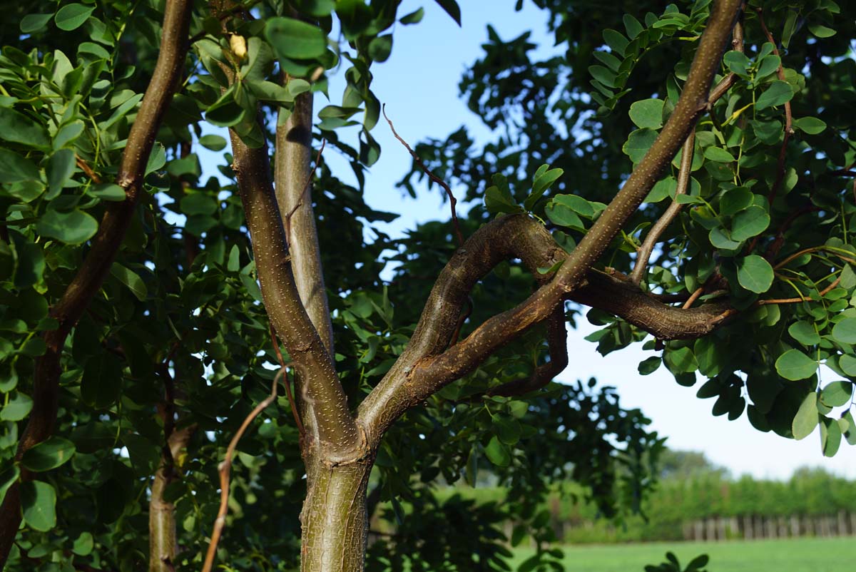 Robinia pseudoacacia 'Tortuosa' solitair stam