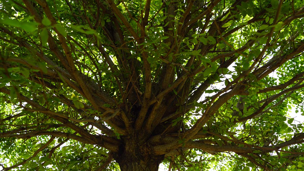 Robinia pseudoacacia 'Umbraculifera' Tuinplanten kroon