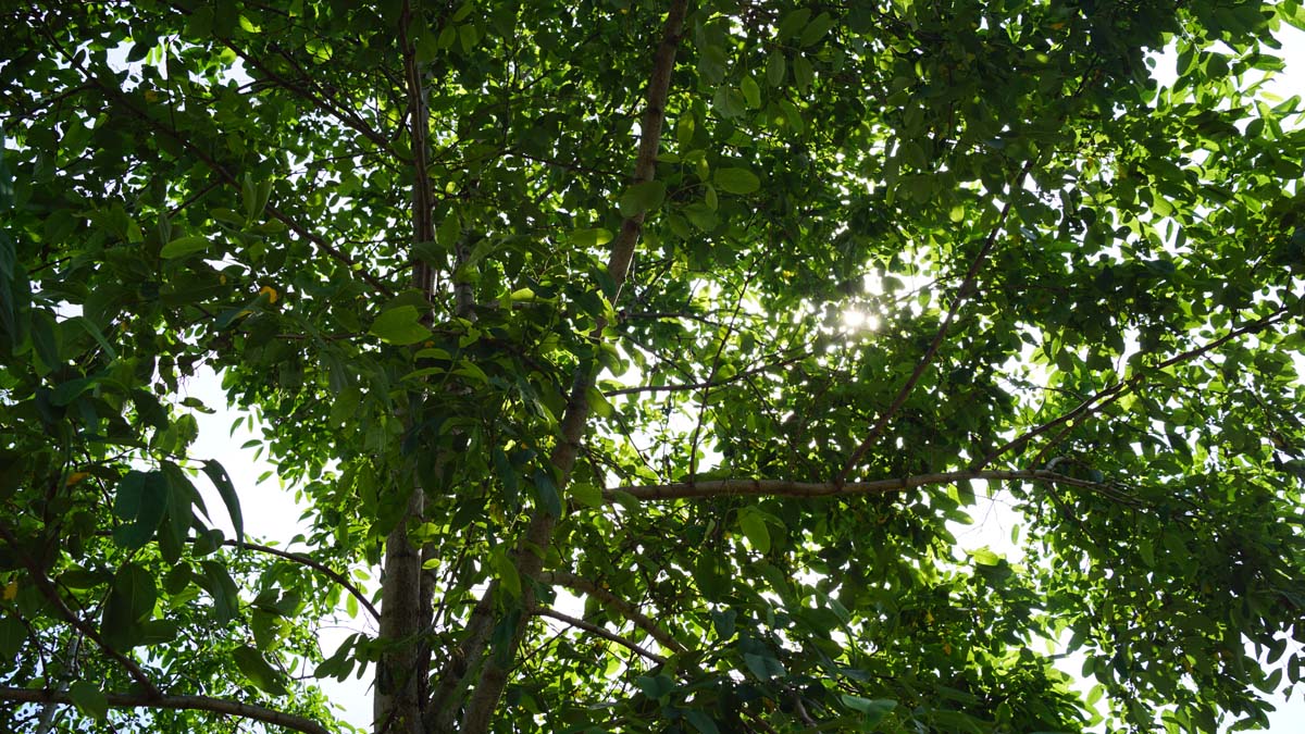 Robinia pseudoacacia 'Unifoliola' op stam kroon