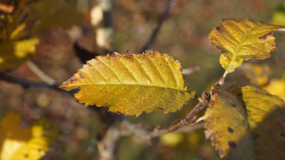 Sorbus incana op stam herfstkleur