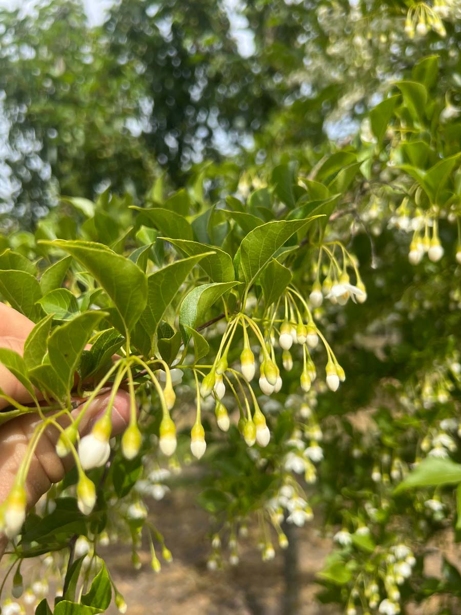 Styrax japonicus op stam vrucht