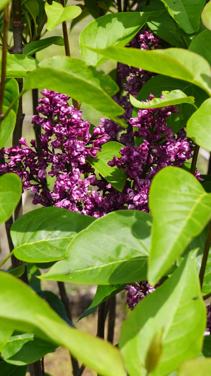Syringa vulgaris 'Charles Joly' Tuinplanten blad