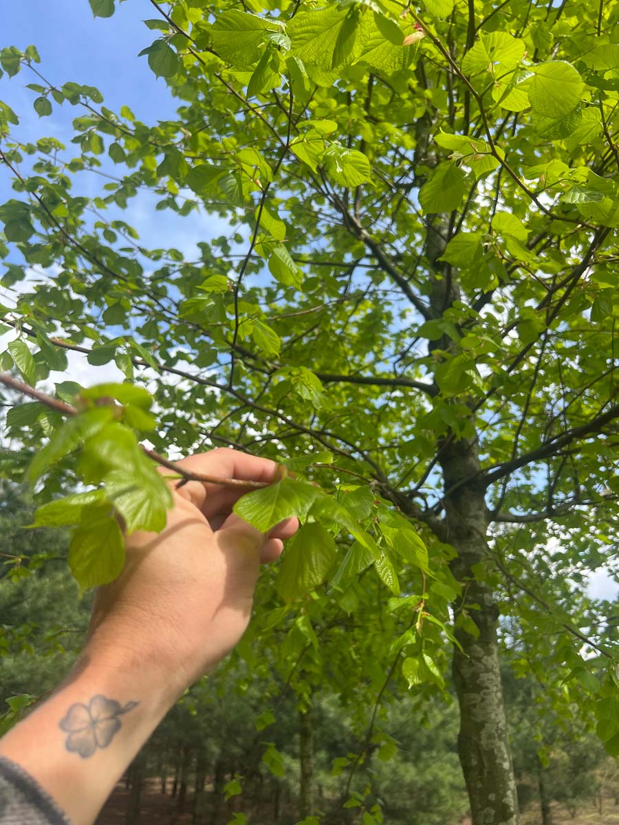 Tilia europaea 'Pallida' leiboom blad