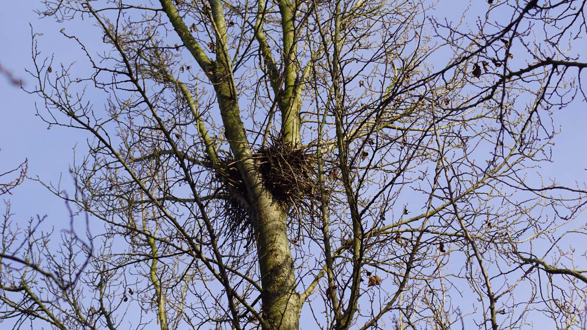 Ulmus 'Columella' leiboom kroon