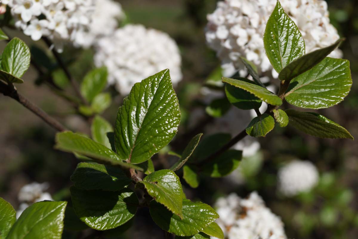 Viburnum burkwoodii 'Anne Russell' Tuinplanten blad