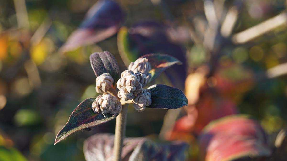 Viburnum carlesii Tuinplanten bloem