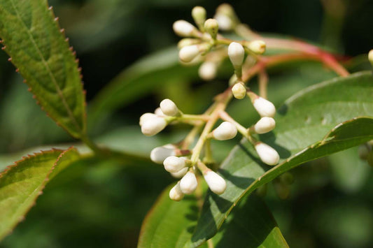 Viburnum hillieri 'Winton' Tuinplanten bloem