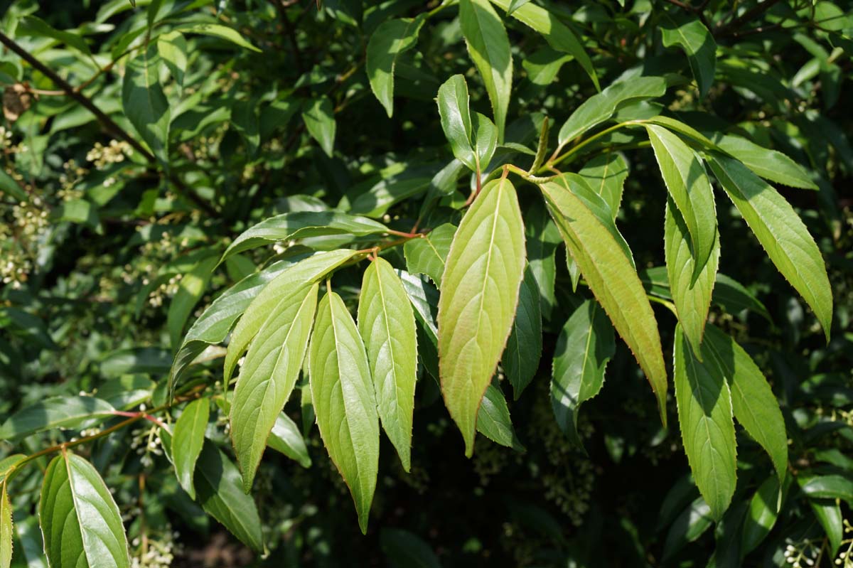 Viburnum hillieri 'Winton' Tuinplanten blad