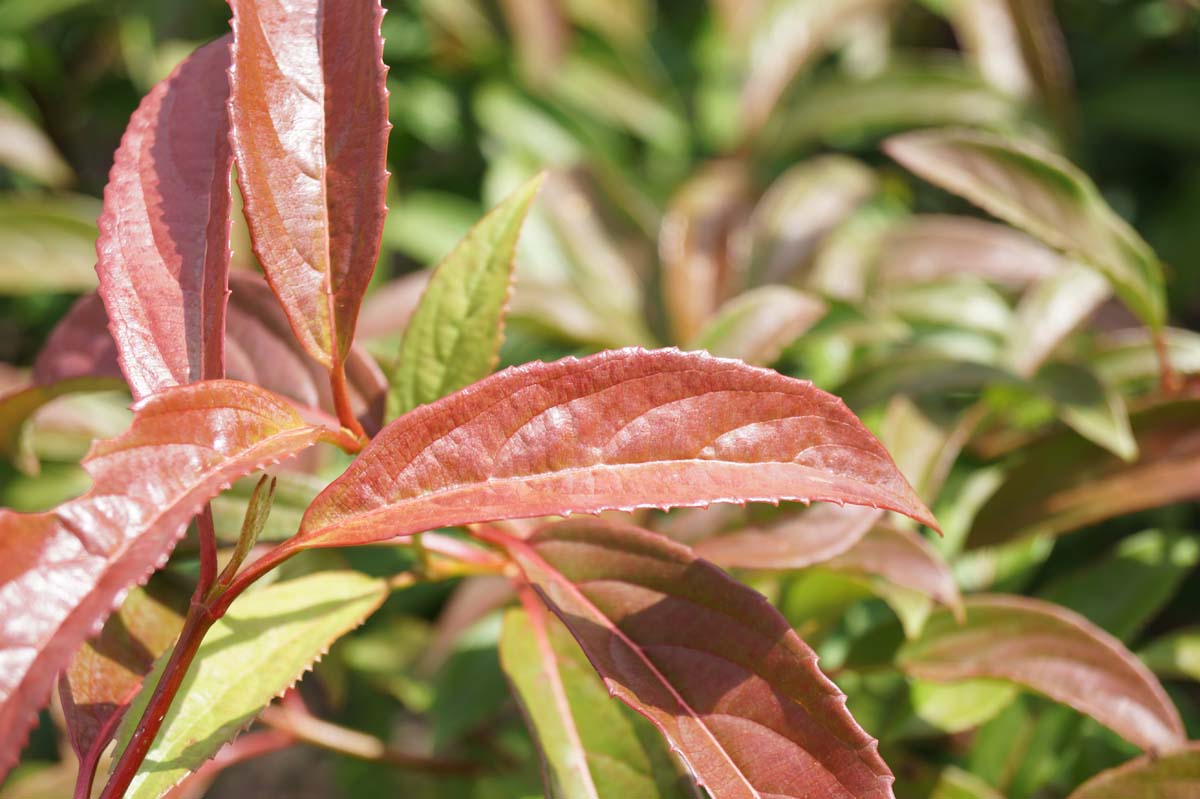 Viburnum hillieri 'Winton' Tuinplanten blad