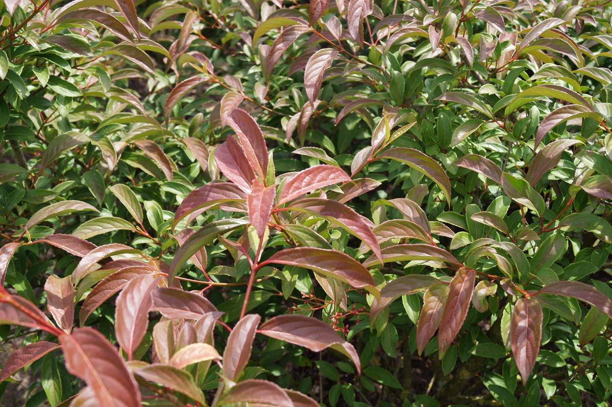 Viburnum hillieri 'Winton' bladeren