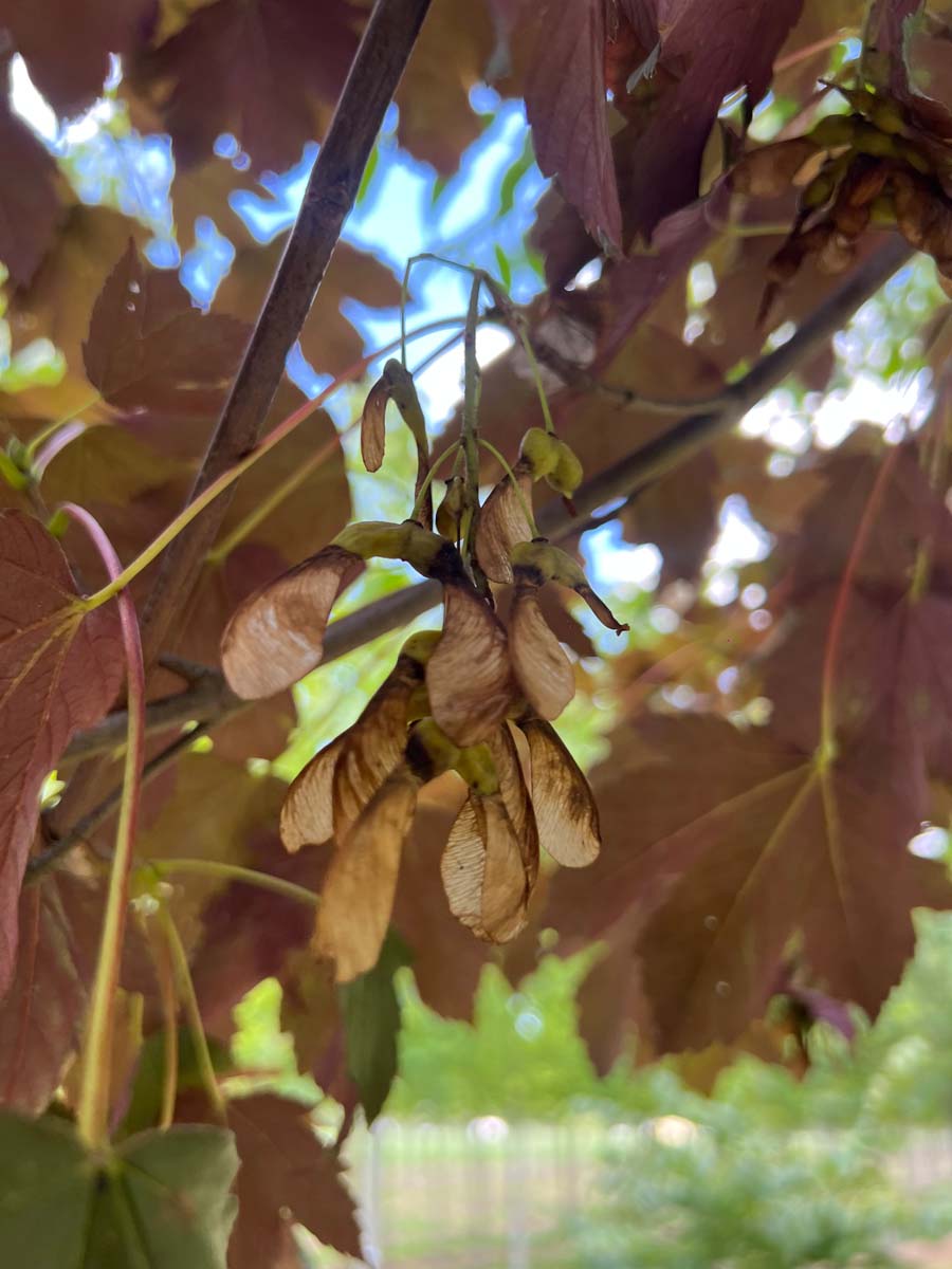 Acer pseudoplatanus 'Atropurpureum' op stam vruchtvleugel