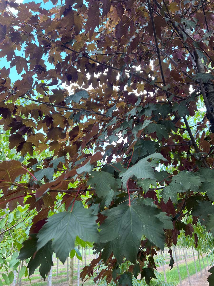 Acer pseudoplatanus 'Atropurpureum' meerstammig / struik blad