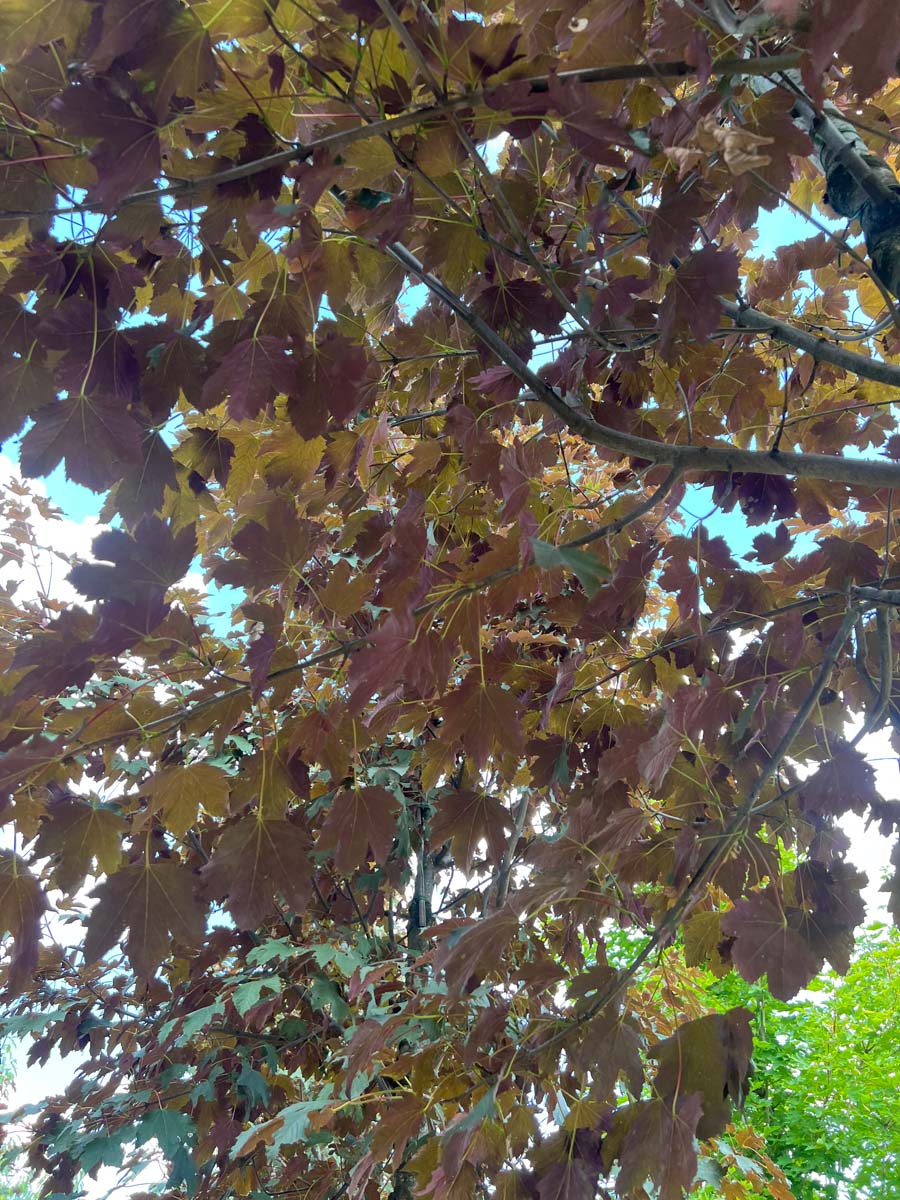Acer pseudoplatanus 'Atropurpureum' meerstammig / struik bladeren